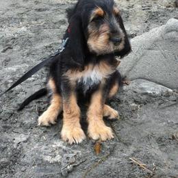 Otterhound Puppies from Blue Fairy Otterhounds