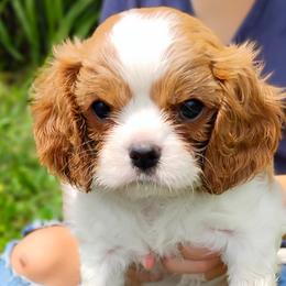 Cavalier King Charles Spaniels from Apple Blossom Cavaliers