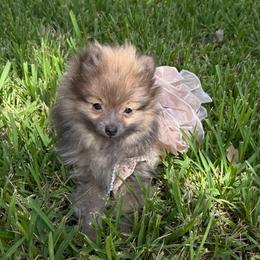 Orange - Wolf sable female Pomeranian puppy in Apollo Beach, Florida from Sherlock’s Poms