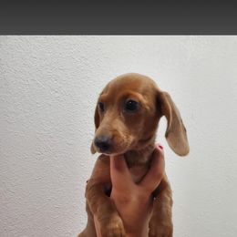 SH female - Sable female Dachshund puppy in Charlotte County, Florida from Doxie Den
