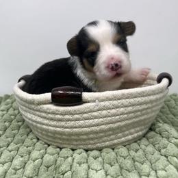 Vanilla Bean (fluffy) - Black and tan female Pembroke Welsh Corgi puppy in Waco, Texas from The Comma Corgis