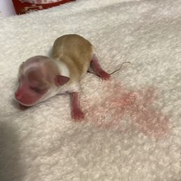 Monroe - Gold and white female Chihuahua puppy in Red Bluff, California from Aye Chihuahua
