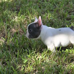Chico - French Bulldog