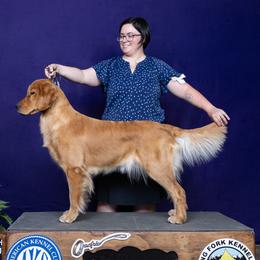 Kat - Golden Retriever