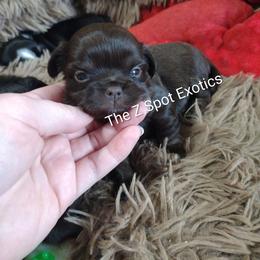 Merrow - Chocolate and tan female Chihuahua puppy in Dandridge, Tennessee from The Z Spot Exotics