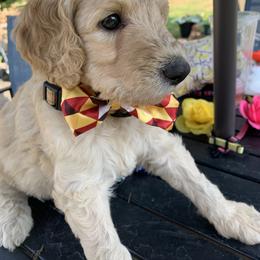 Olaf - Cream male Goldendoodle puppy in Belfair, Washington from Merry R Goldendoodles