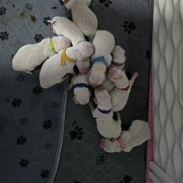 Tillies girl yellow - Light golden female Golden Retriever puppy in Pendleton, Indiana from Heartland Creams Golden Retrievers