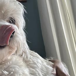 Goldie - Havanese