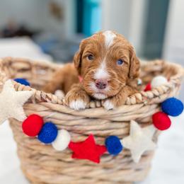 Schroder - Red male Bernedoodle puppy in Sulphur, Louisiana from Curly Q’s Of Carlyss