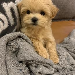 Walter reserved for Debra - Apricot male Maltipoo puppy in Fredericktown, Missouri from Doodle Pups Fur-Ever