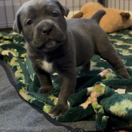Light pink collar - Gray female Cane Corso puppy in Rochester, New York from Forbidden Fruits Kennels