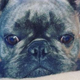 French Bulldogs from Xclusive Designer Frenchies