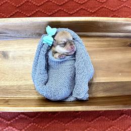 Miniature Schnauzer Puppies from Schnauzers on Robinson Lane