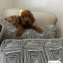 Ellie - Red  female Goldendoodle puppy in Mint Hill, North Carolina from DoodleForever