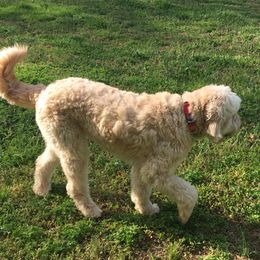 Aussiedoodles, Goldendoodles, and Poodles from Country Poos and Dos