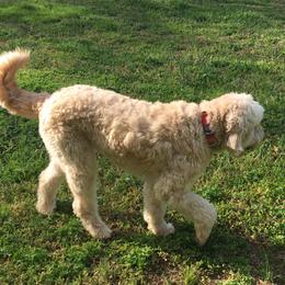 Aussiedoodles, Goldendoodles, and Poodles from Country Poos and Dos