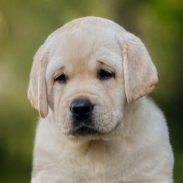 Red Collar - Yellow female Labrador Retriever puppy in Madison, Wisconsin from Meritrust Labradors