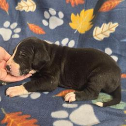 Mantle Male C - Mantle male Great Dane puppy in Golconda, Illinois from Breken Great Danes