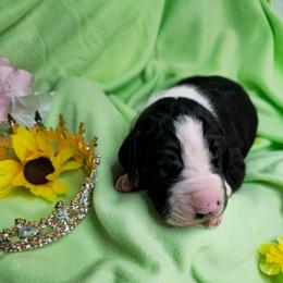 Prince Louis - Mantle male Great Dane puppy in Brookings, South Dakota from Debonair Danes