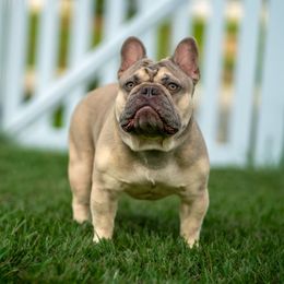 Triton - French Bulldog