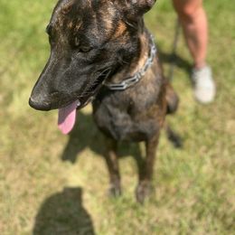 Ruger - Dutch Shepherd