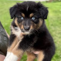 Boy 1: Dallas - Black tri-color male Australian Shepherd puppy in Volant, Pennsylvania from Addie's Aussies
