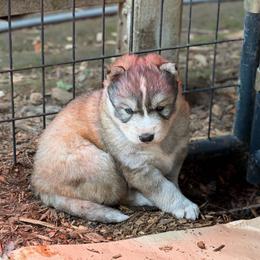 Cruise - Sable and white male Siberian Husky puppy in Everett, Washington from Addison Grove Huskies