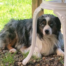 Bloke - Miniature Australian Shepherd