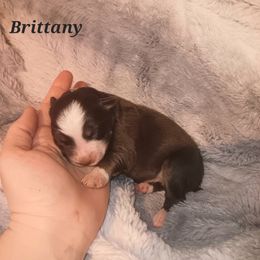 Australian Shepherd Puppies from Van Huitt Australian Shepherds