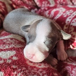 Blue fawn girl - Blue fawn female Italian Greyhound puppy in Phillips, Maine from Maplewood Italian Greyhounds