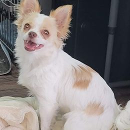 Chihuahuas and Rat Terriers from Emadens