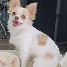 Chihuahuas and Rat Terriers from Emadens