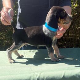 Bubba - Blue ticked and tan male Bluetick Coonhound puppy in Mount Pleasant, Texas from Harmons Hounds