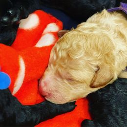 Goldendoodle Puppies from Little Doodle Love