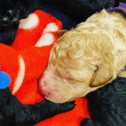 Goldendoodle Puppies from Little Doodle Love