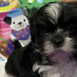 Shih Tzus from Patricia's Adorable Shih Tzu