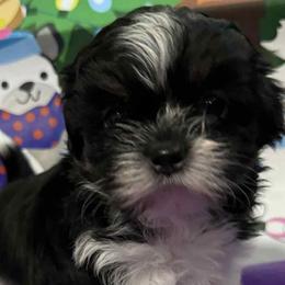 Shih Tzus from Patricia's Adorable Shih Tzu