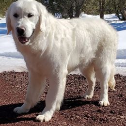 Migo - Golden Retriever