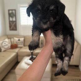 Miniature Schnauzer Puppies from Bellas Schnauzers