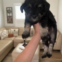 Miniature Schnauzer Puppies from Bellas Schnauzers