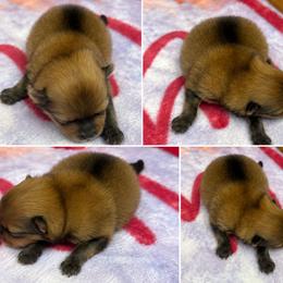 AKC sydney - Orange sable male Pomeranian puppy in Byron, Georgia from Tracys Pom Palace