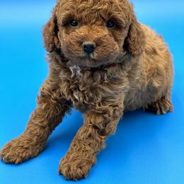 Goldendoodle, Shorkie, and Yorkshire Terrier Puppies from Jenny La Bone