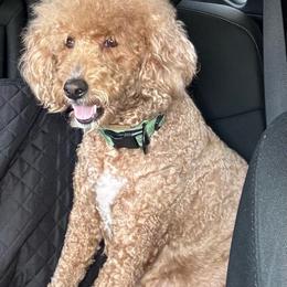 Ava - Goldendoodle