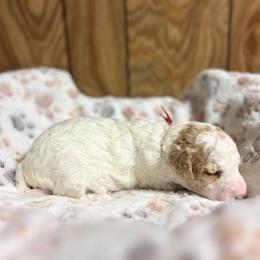 Cupid - Parti male Goldendoodle puppy in Pittsburg, Texas from Grace Springs Goldendoodles