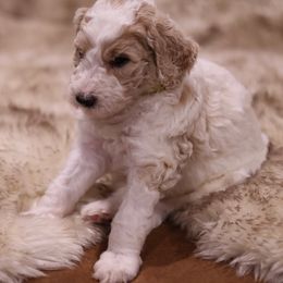 Goldendoodle Puppies from Hogan Family-Raised F1b Gooldendoodles
