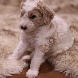 Goldendoodle Puppies from Hogan Family-Raised F1b Gooldendoodles