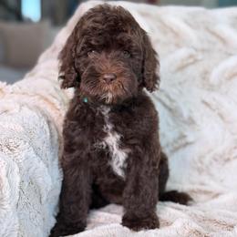 Mocha - male Australian Labradoodle puppy in Clovis, California from Delta Doodless