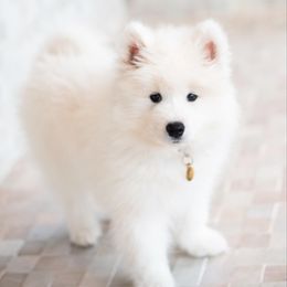 Samoyed Puppies from Hill Country Samoyeds