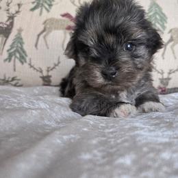 Axel - Blue and gold male Yorkshire Terrier puppy in Jacksonville, Florida from Ja'Dor Yorkies