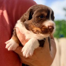Mo - Red tri-color male Australian Shepherd puppy in Ashland, Ohio from SS Australian Shepherds